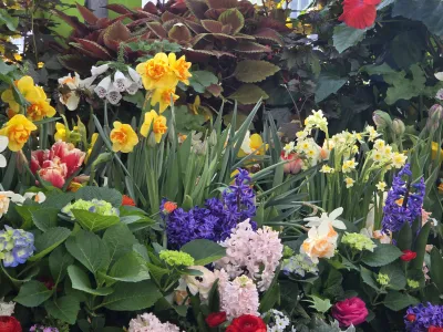 mosquitoes love flowers