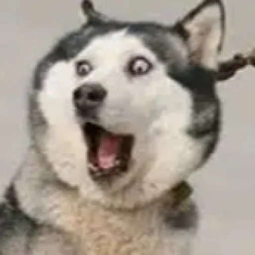 who-let-the-dogs-out