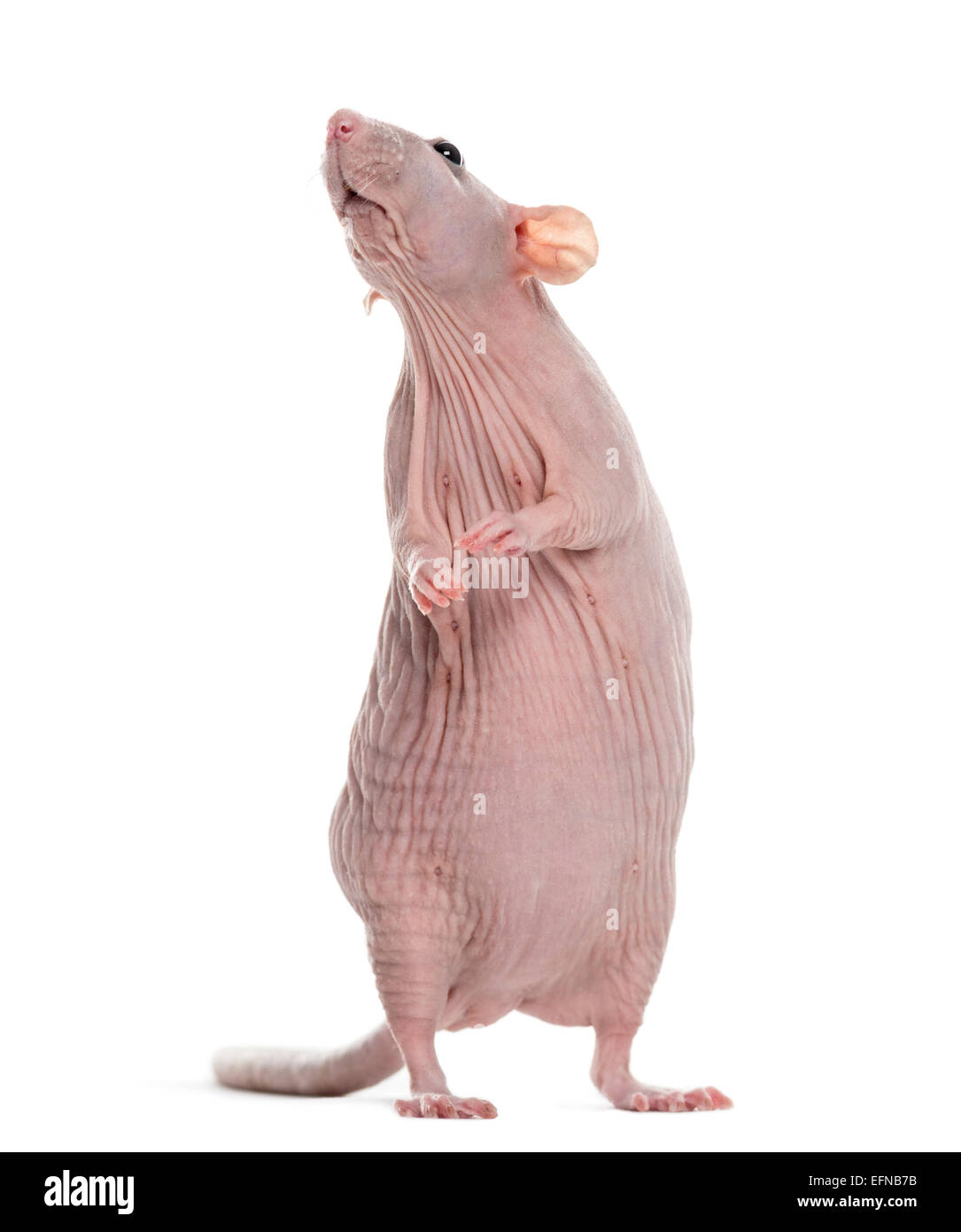 Bald rat